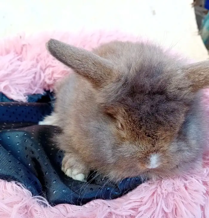 Havana divoká s bilou