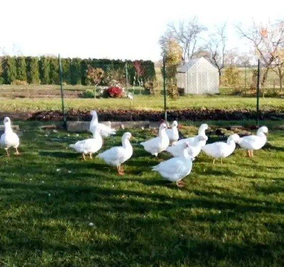 Vychovali 9 mladých