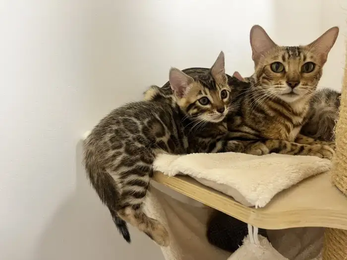 Malá Fifa s maminkou