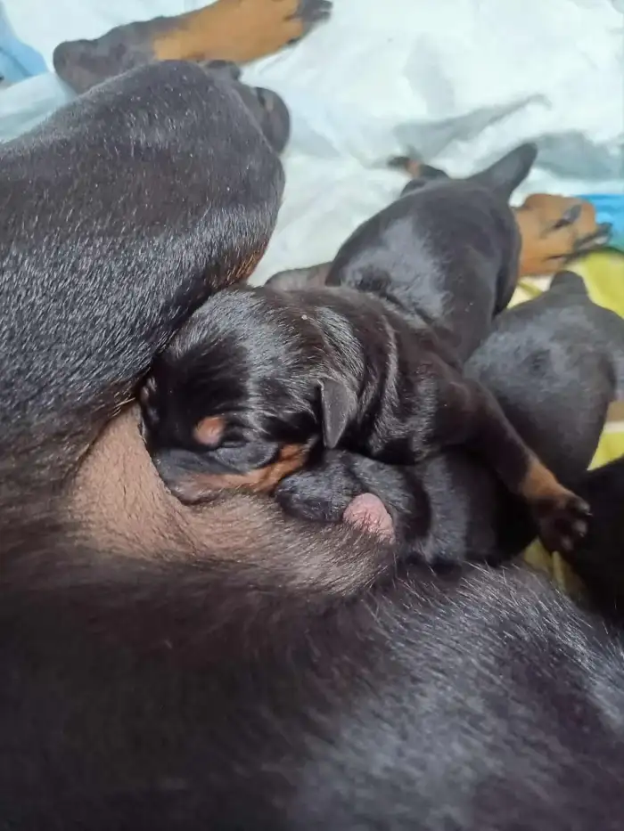 Matka a štěňátka