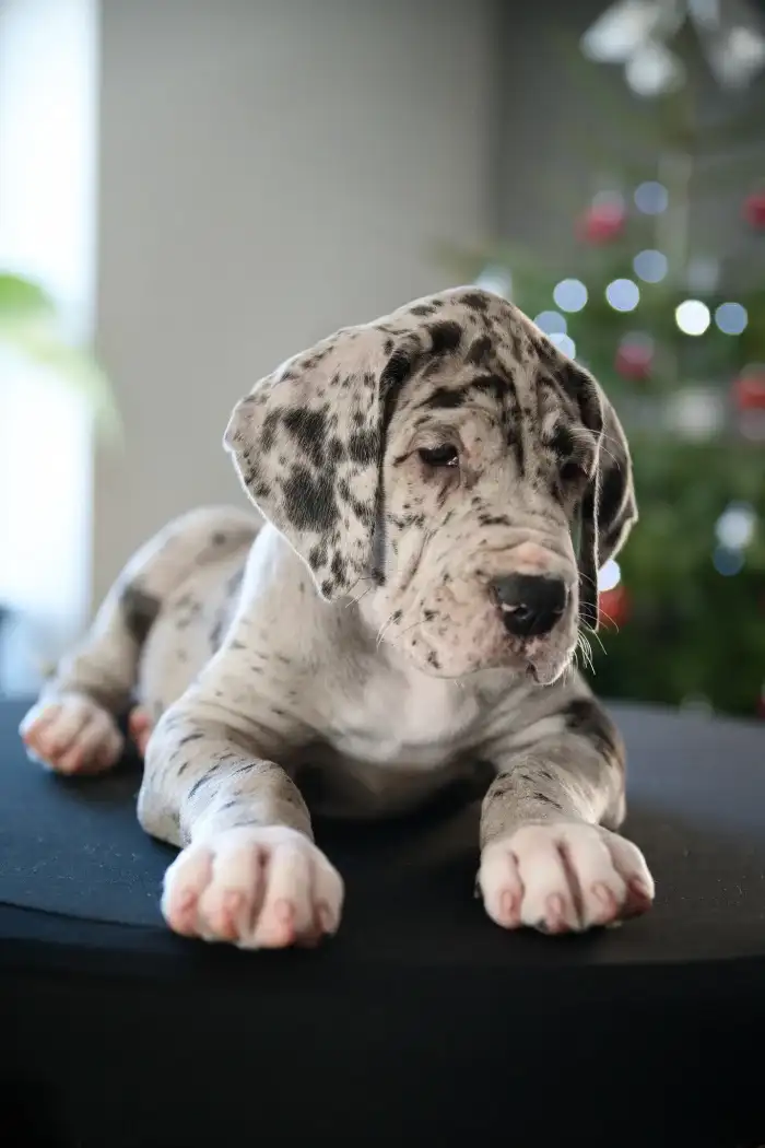 ♀️Cerebra Octavia