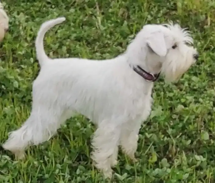 Matka : CH Miss Vašata