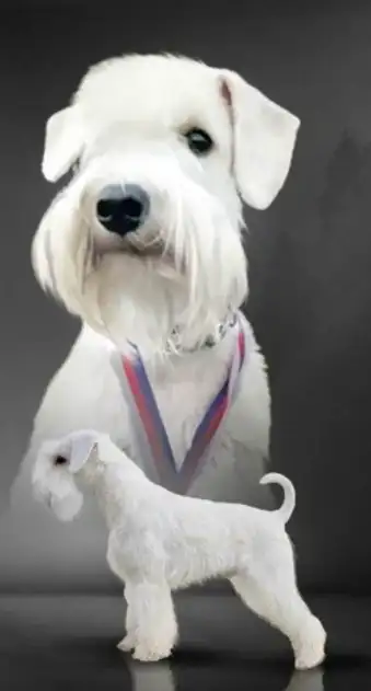 Otec: C.I.B. Byar Imperialstar - Tim