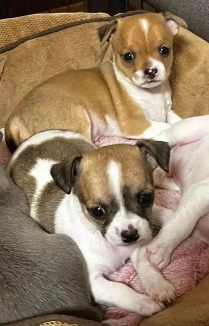 Vpředu fenečka, vzadu pejsek