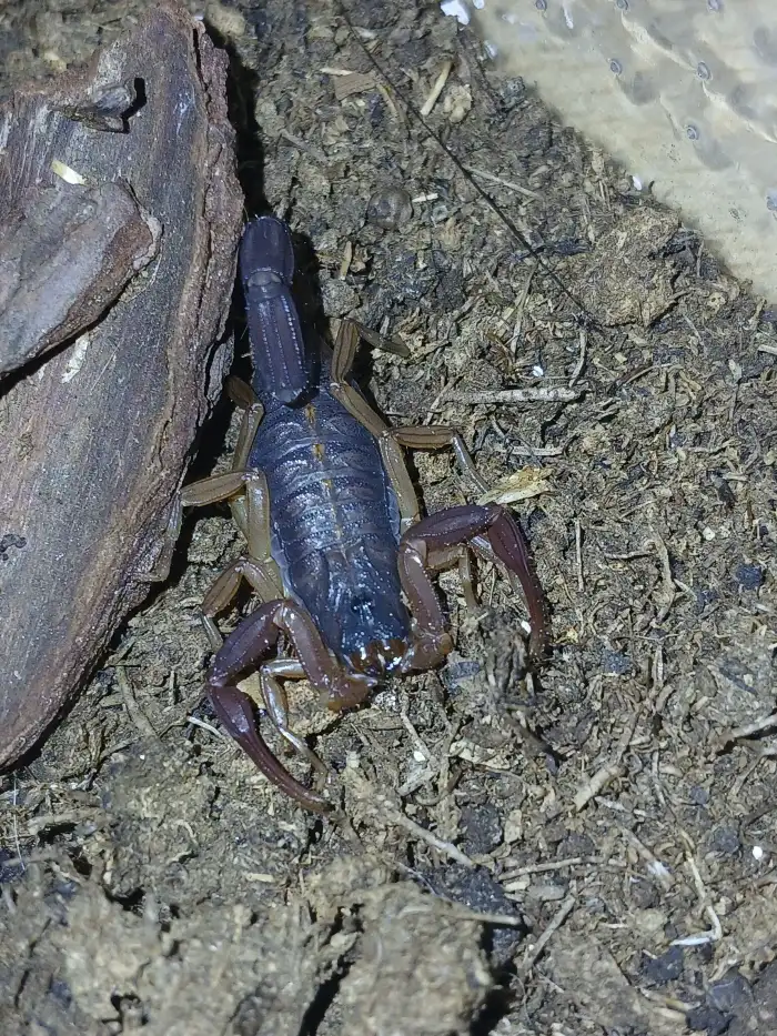 Centruroides gracilis