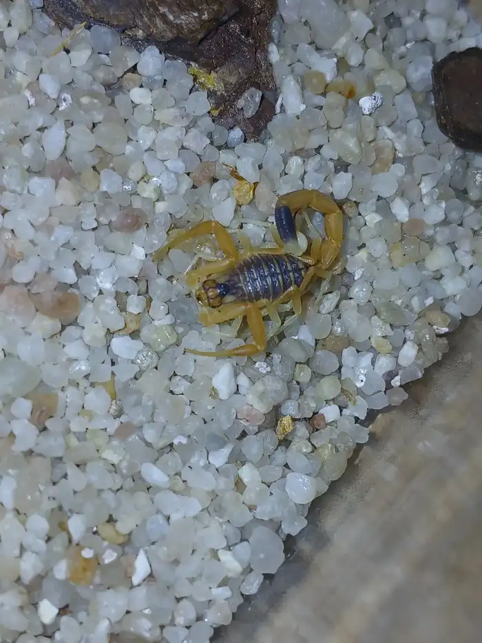 Leiurus Quinquestriatus