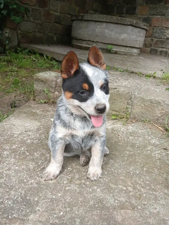 Druhý pejsek