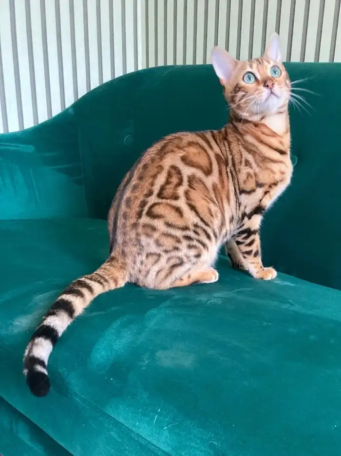 Maminka koťátek Ginny Rascalbengal