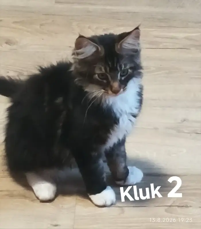 Kluk