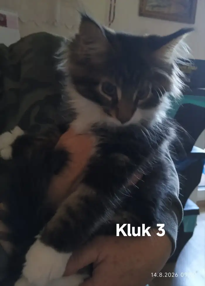 Kluk