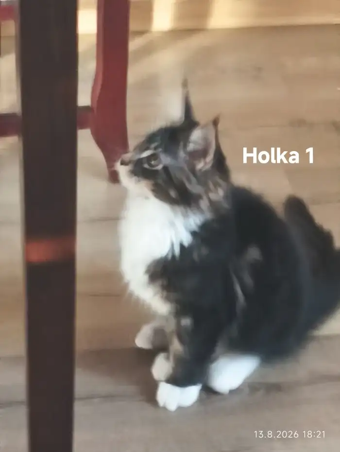 Holka