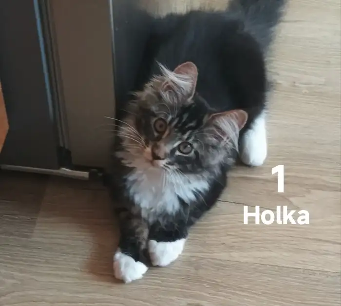 Holka