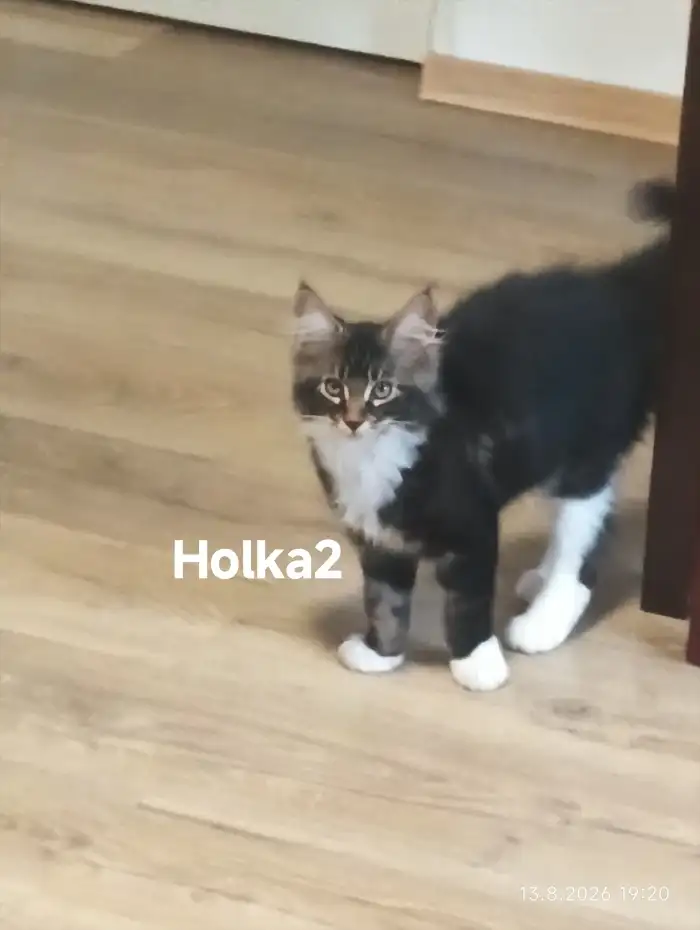 Holka
