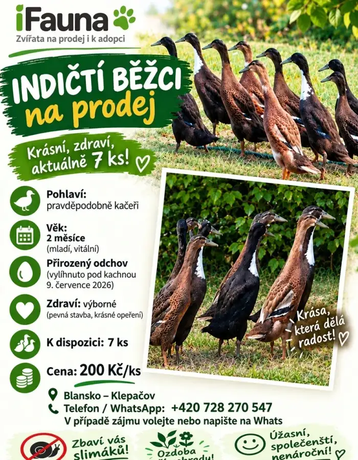 indický běžec - vč. kontaktu