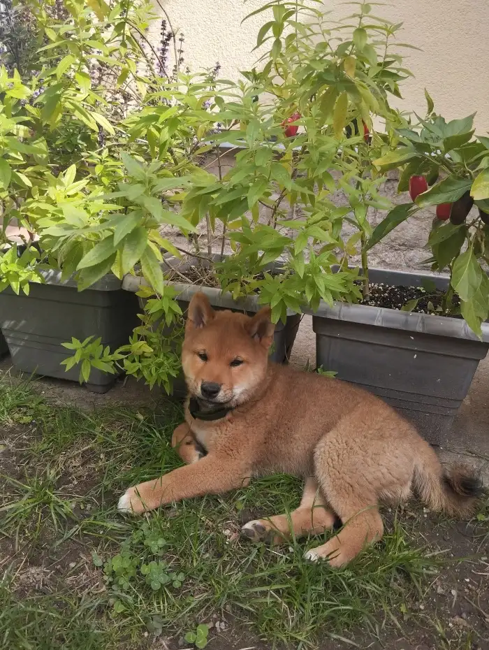 Akira Kitsune no hoshi