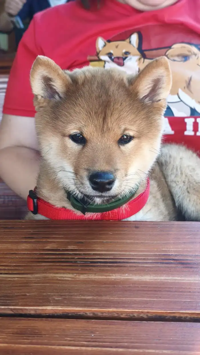 Aibi Kitsune no hoshi