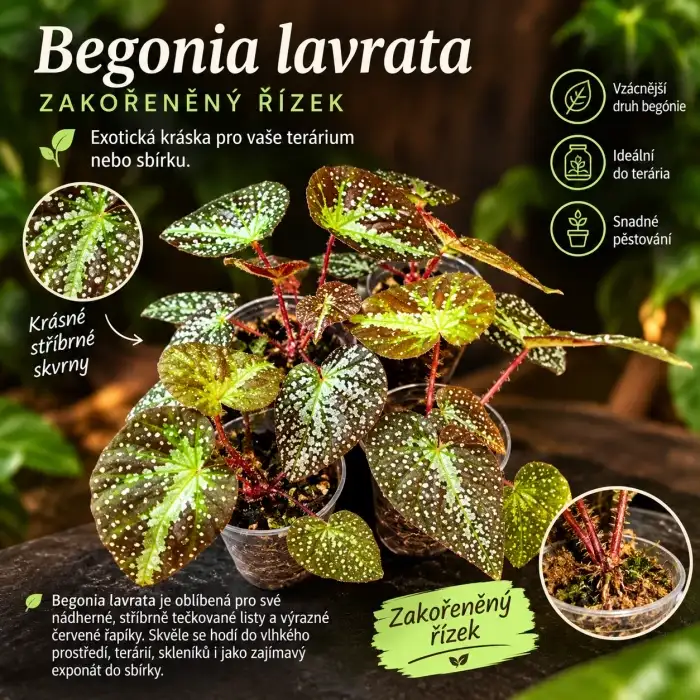 Begónie lavrata