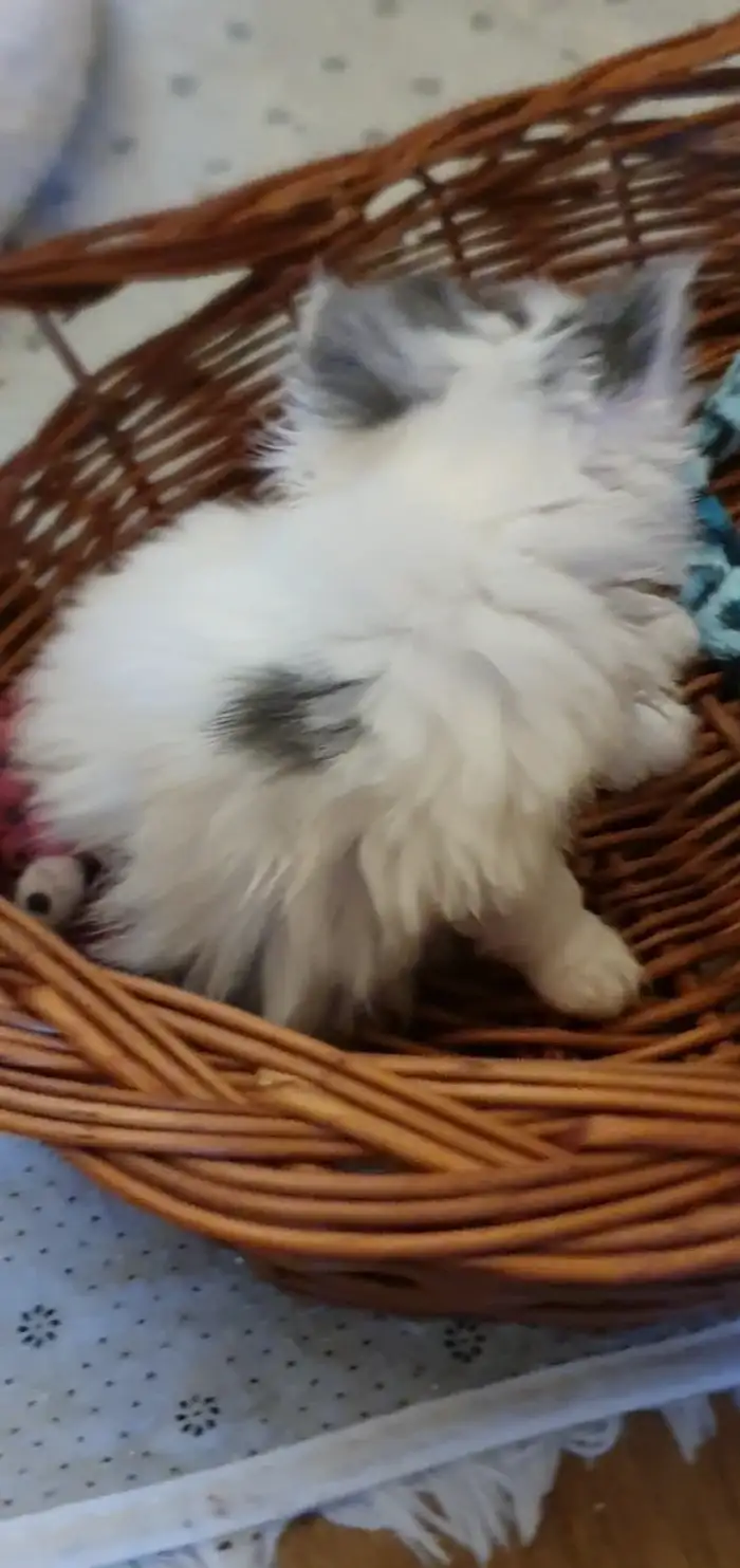 Nina Mikešův dvůr, CZ