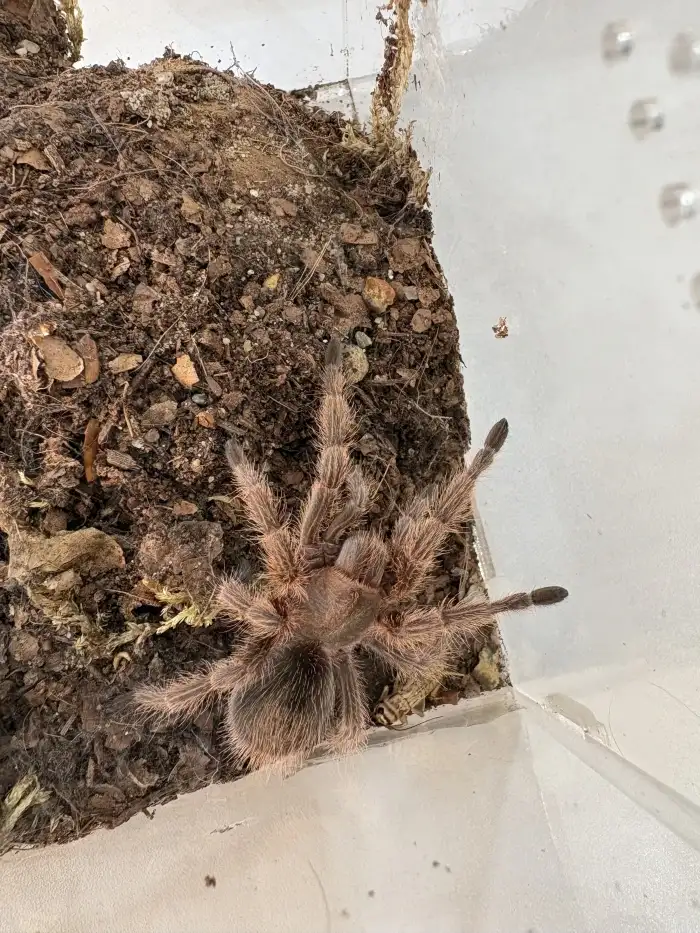 G. Rosea