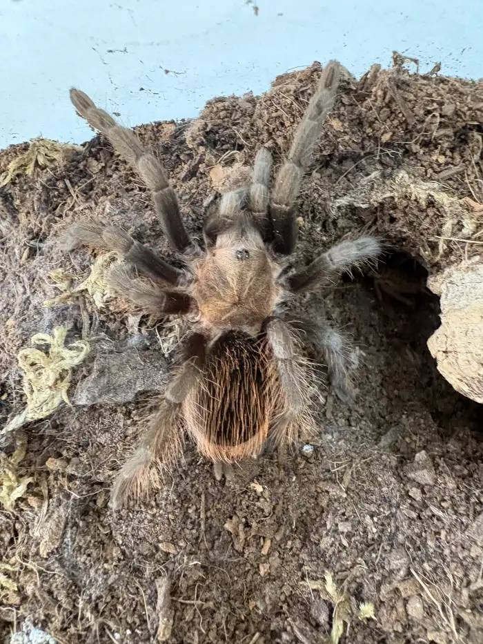 T. Vagans