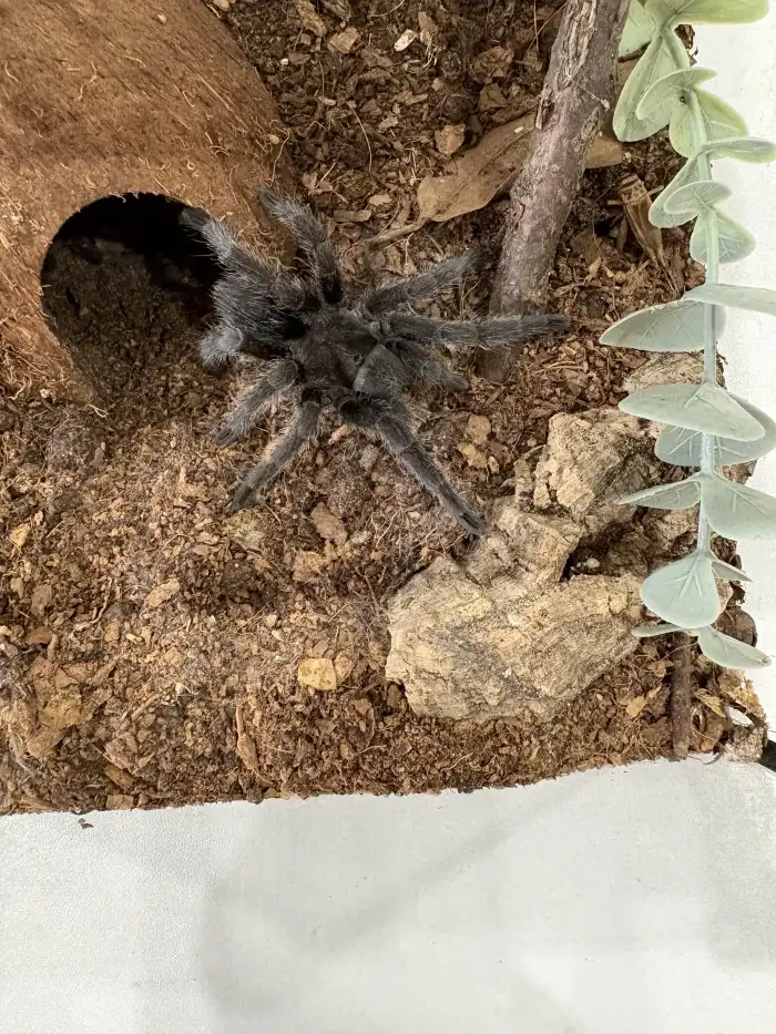 G. Pulchra