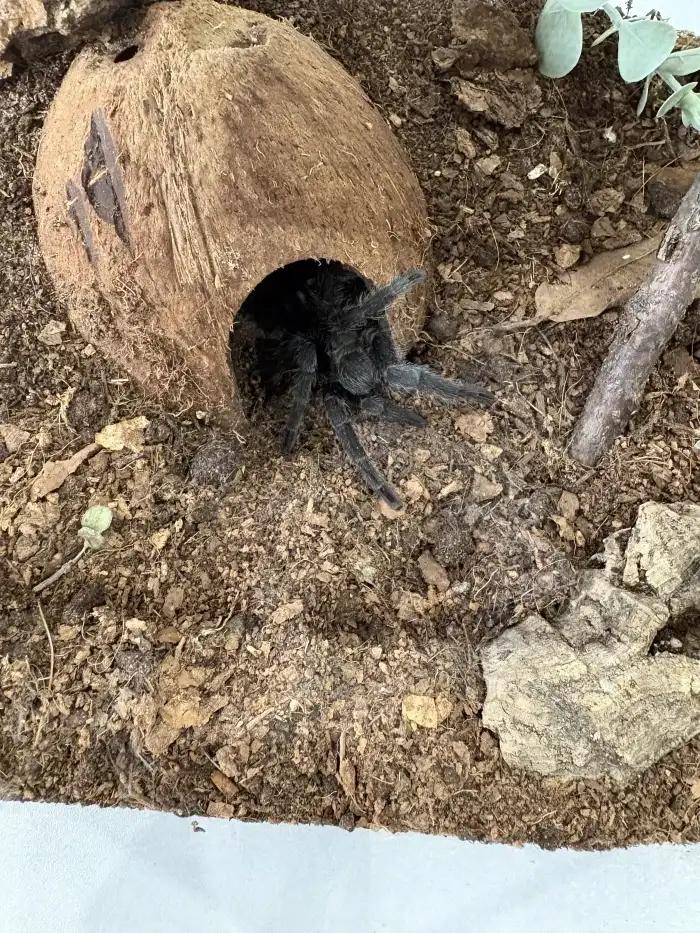 G. Pulchra
