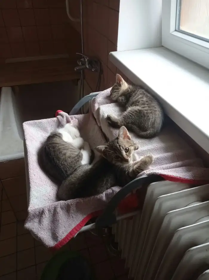 Koťátka