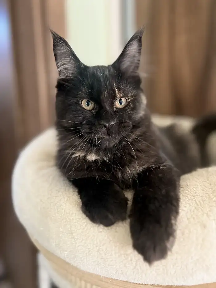 Ebony