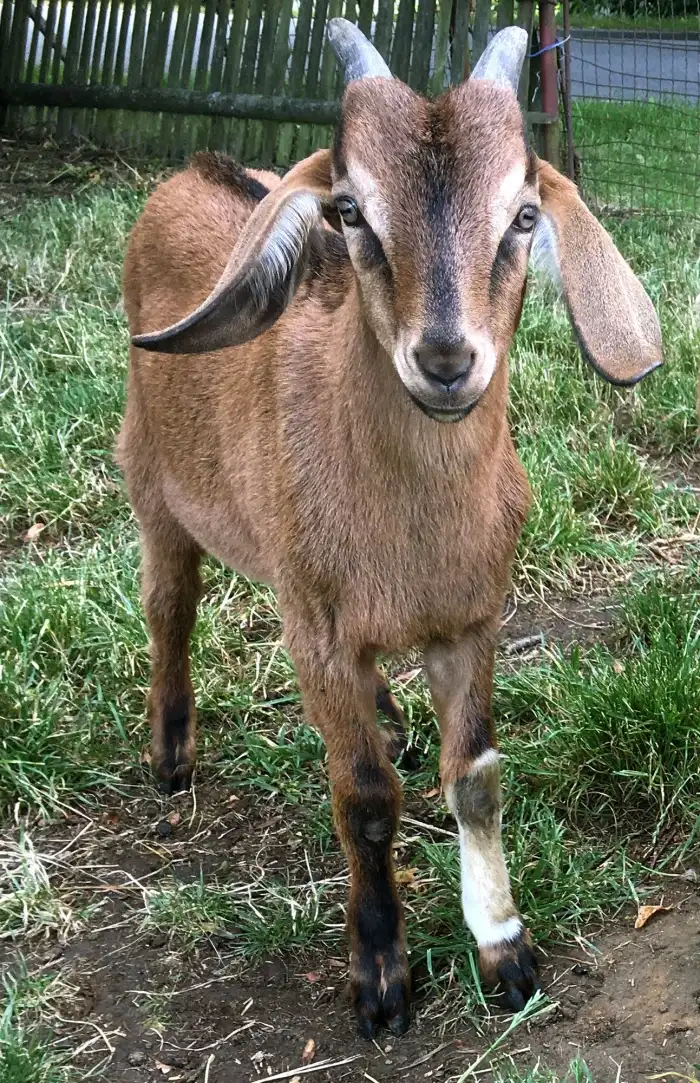 Ponožka v ohradě