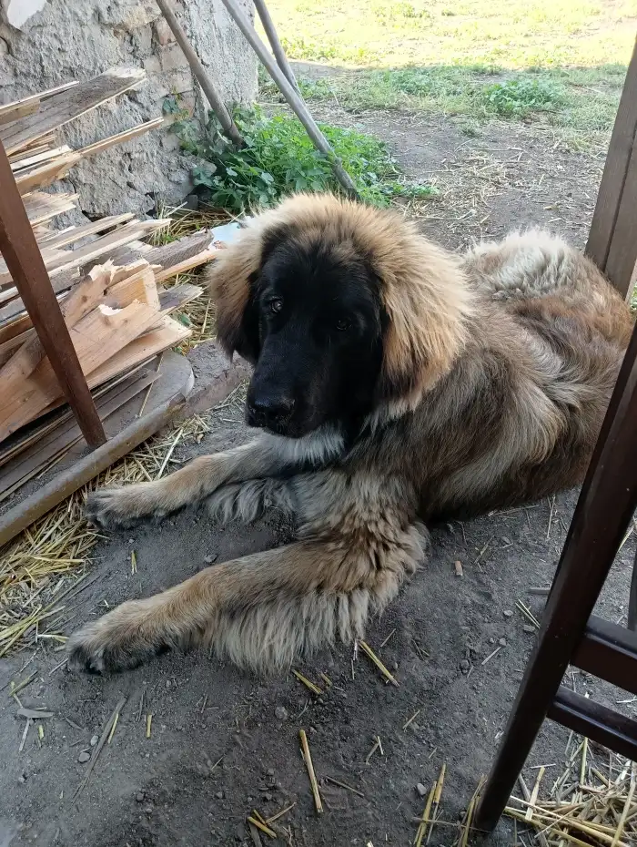 Leonberger s PP