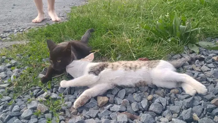 kočička Nixinka