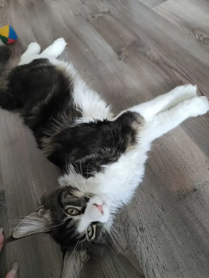 Kocourek Benny
