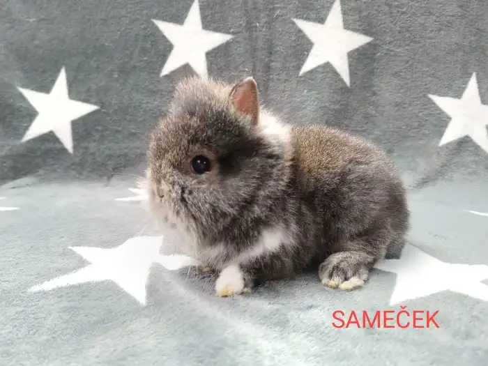SAMEČEK