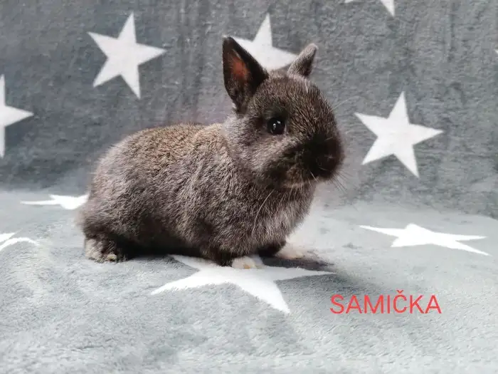 SAMIČKA