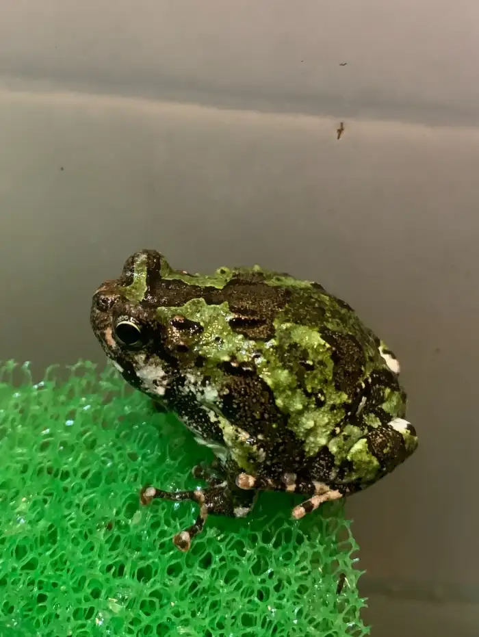 Scaphiophryne marmorata
