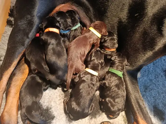 pár hodin po porodu