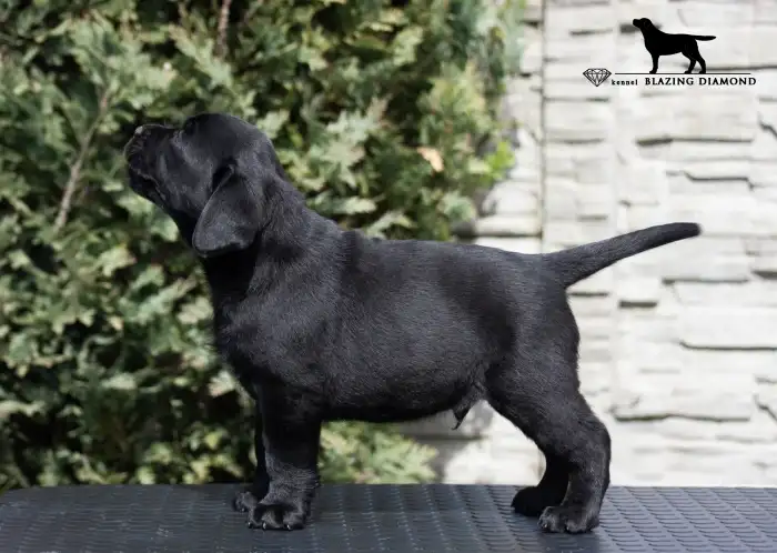 černé štěně postoj z Blazing Diamond