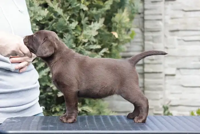 čokoládové štěně postoj z Blazing Diamond