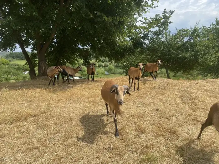 Beran otec na fotce z léta 2025