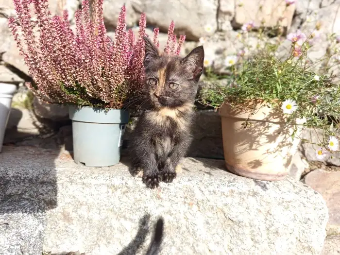 Holčička, které říkáme "Fantom opery"