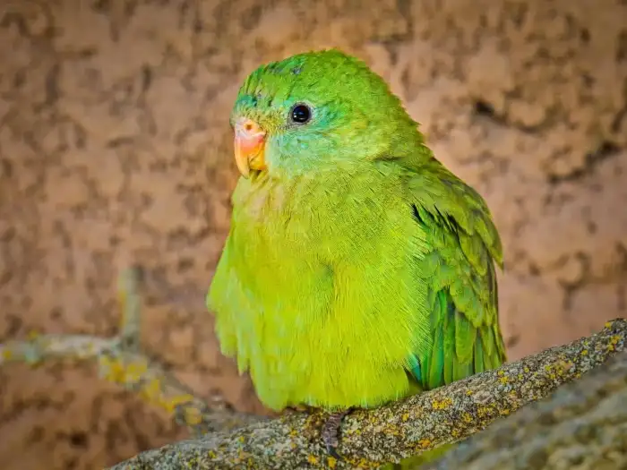 Samička papoušek nádherný