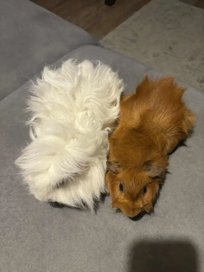 Červený, tmavooký, krátkosrstý rozeťáček NS s VP.