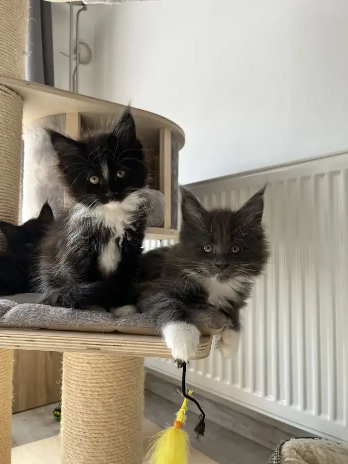 Volná černá kočička