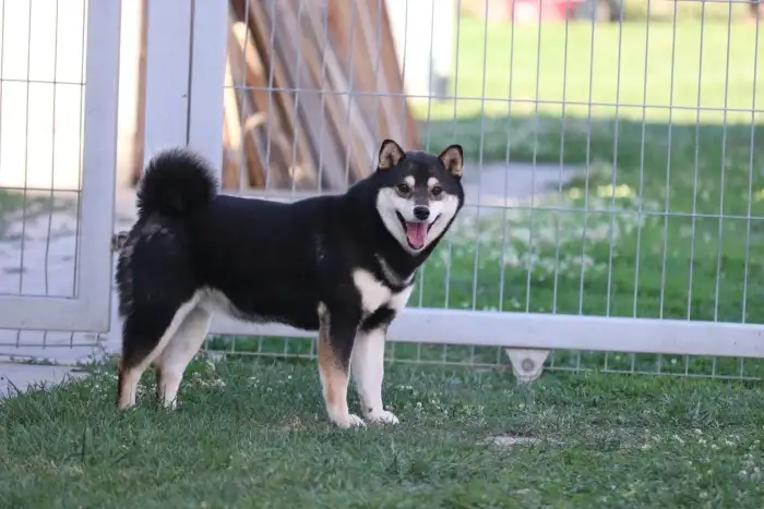 Matka-Zuni Wakizashi of Tianito