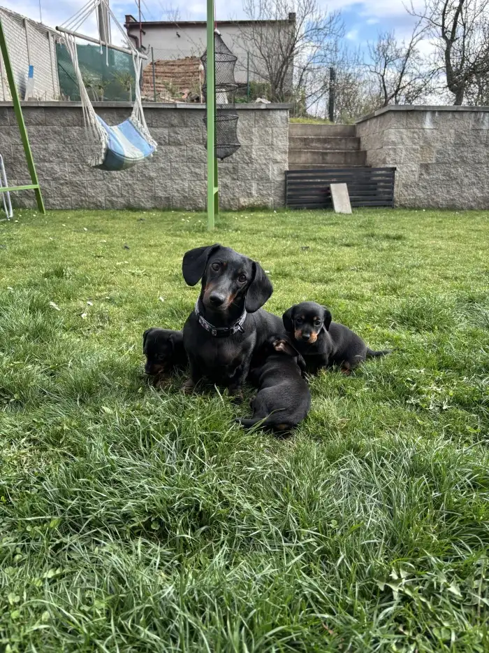 Maminka se štěňátky