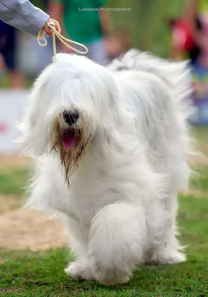 Elisey White Simuran