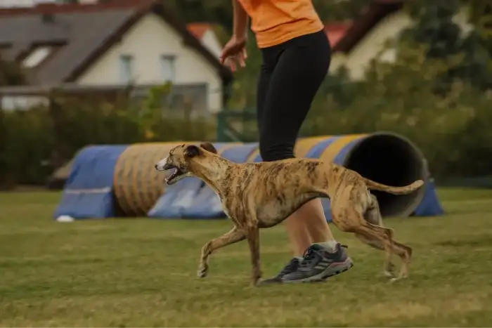 Vipet a agility? Ano! 😊