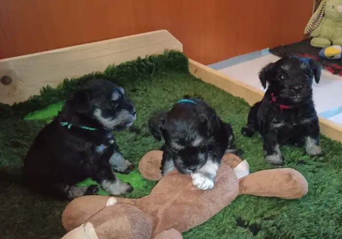 S brášky jsem červená