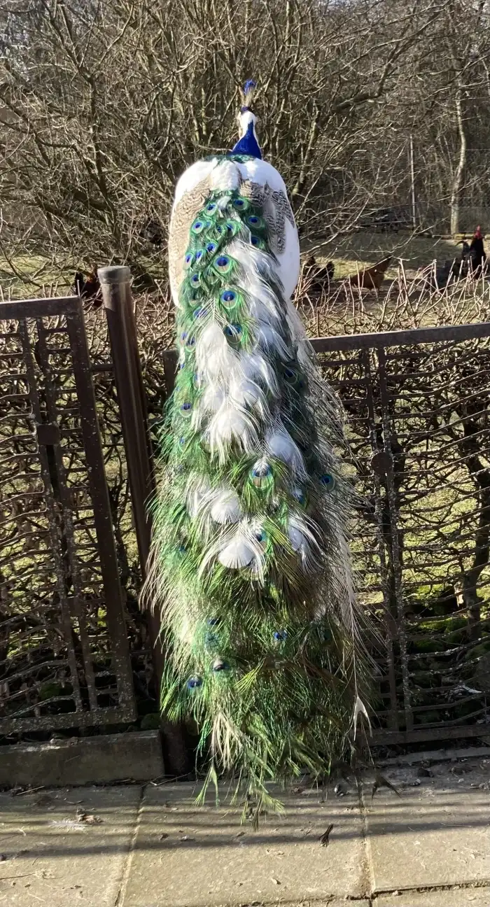 Chovný samec 1., otec ročních kusů v prodeji