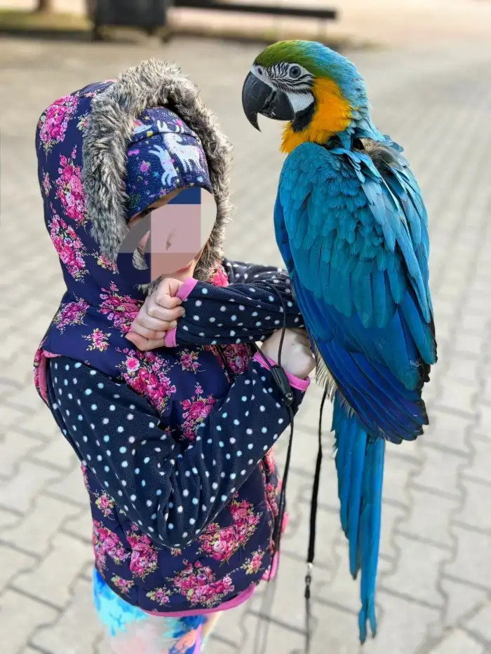 Zvyklý na deti,  prochazky